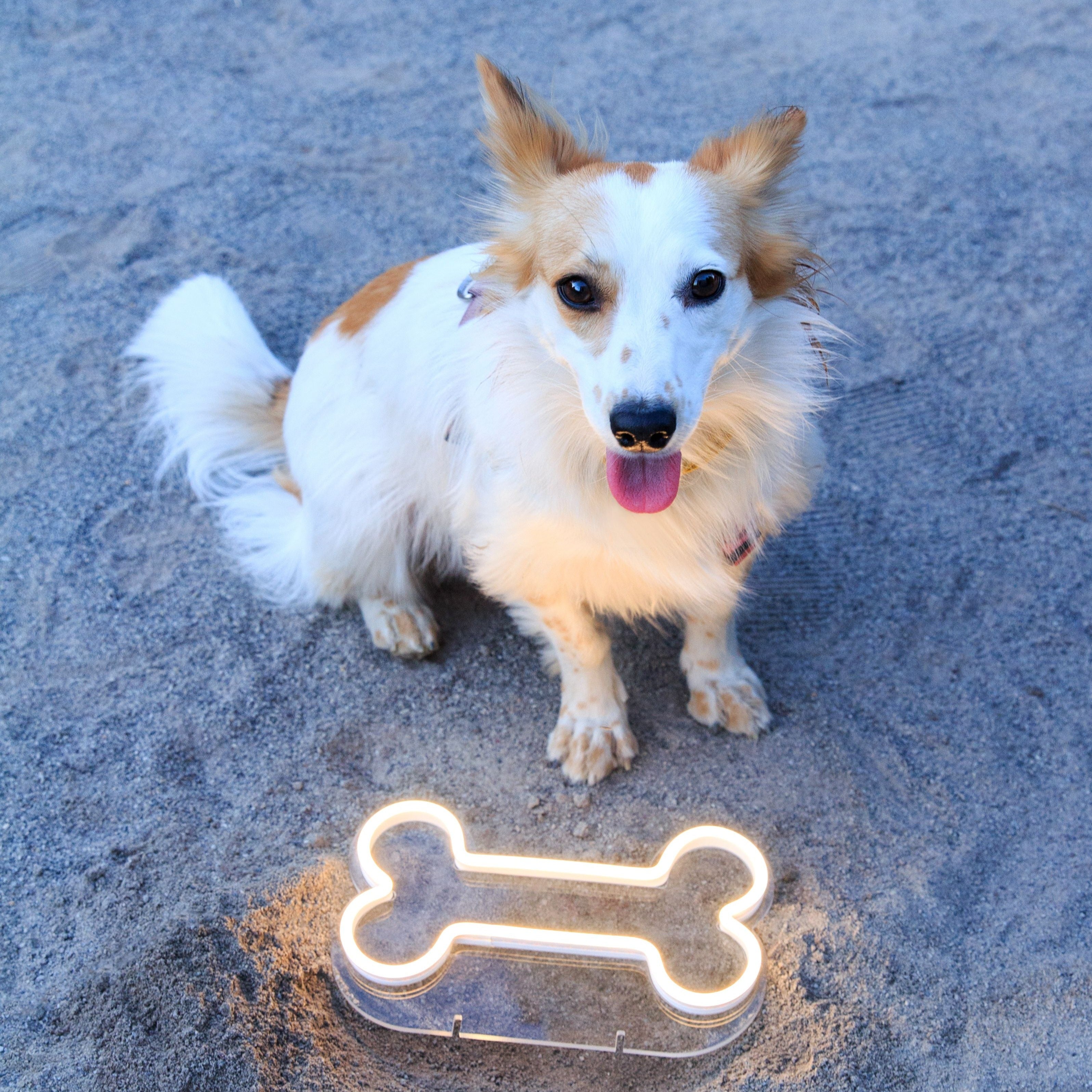 Dog Bone Mini Neon LED Sign